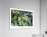 PROMESSES DE PROUESSES Acrylic Print