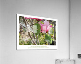 ELOGE DE L IMPERFECTION Acrylic Print