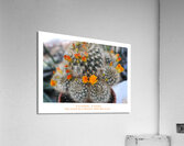 DES FLEURS SUR UN LIT D EPINES Acrylic Print