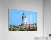 Puffins Flying Around Machias Seal Island Lighthouse in Canada  Acrylic Print