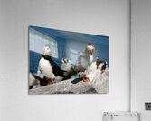 Two Puffins on Machias Seal Island Off Northern Maine Coast  Acrylic Print