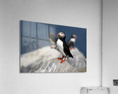 Lone Puffin Stands Guard Over Nest on Rocky Island Off Maine Coast  Acrylic Print