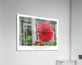 L EPHEMERE Acrylic Print
