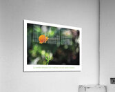 ILLUMINEE Acrylic Print