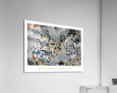 LES NIDS Acrylic Print