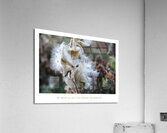LE POTENTIEL Acrylic Print