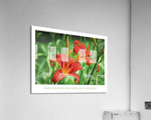 LES MOTS VOLANTS Acrylic Print