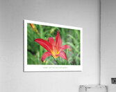 LA MOUCHE Acrylic Print