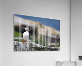Atlantic Puffin Standing Alone Off the Coast of Northern Maine  Acrylic Print