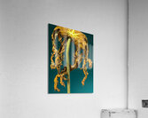 Papaya dangle Acrylic Print