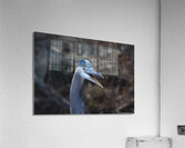 Angry Great Blue Heron  Acrylic Print