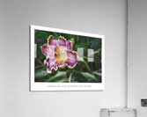LA FLEUR DE L AGE Acrylic Print