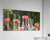 Poppies Ablaze Acrylic Print