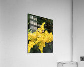 Yellow in spring  Acrylic Print