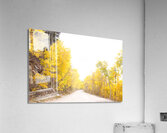 Golden Acrylic Print