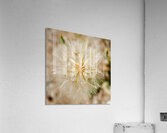 Wishes Acrylic Print