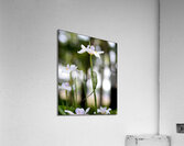 MY Flower Acrylic Print