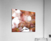 SearchingTheWeb Acrylic Print