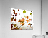 Falling For You 2 Acrylic Print