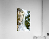 Palmetto Glory Acrylic Print