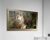 Wet Wolf  Acrylic Print