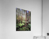 IMG 7528punch  Acrylic Print