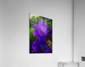 Purple Iris2 Acrylic Print
