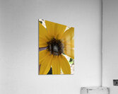 Sunflower  Acrylic Print