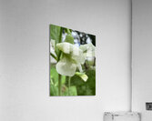 Budding in spring  Acrylic Print