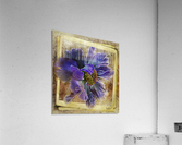 Blue Peony Acrylic Print