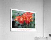 LES AMANTS ENFLAMMES Acrylic Print