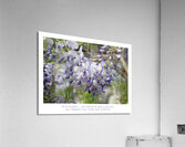 ATTRAPEZ LA GRAPPE Acrylic Print