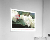 LES CACHE COEURS Acrylic Print