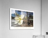 LE RECUL VERS L AVANT Acrylic Print