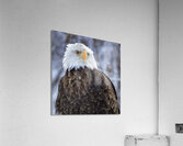 Majestic Eagle Acrylic Print