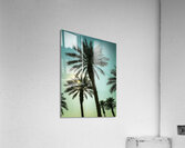 Tall Palms  Acrylic Print