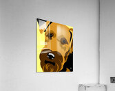 Airedale Terrier Portrait Acrylic Print