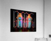 Scarab Beetles Acrylic Print