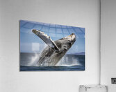 Somersault Acrylic Print