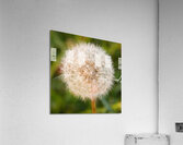 Wishing Flower Acrylic Print