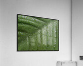 Peace Lily Tears Acrylic Print