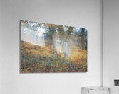 Little Bit Acrylic Print