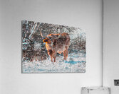 Bullseye In Snow Acrylic Print
