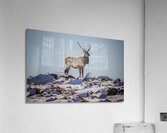 King Acrylic Print