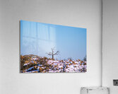 Pheonix In the Snow  Acrylic Print