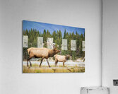 Elk Couple Acrylic Print