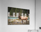 Bugaling Elk Acrylic Print