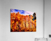 Forest Fire Acrylic Print
