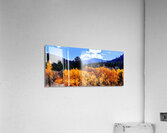 Orange October Acrylic Print