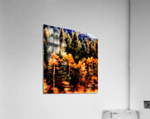 The Forest Flees  Acrylic Print